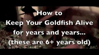 How to keep your Goldfish alive for years
