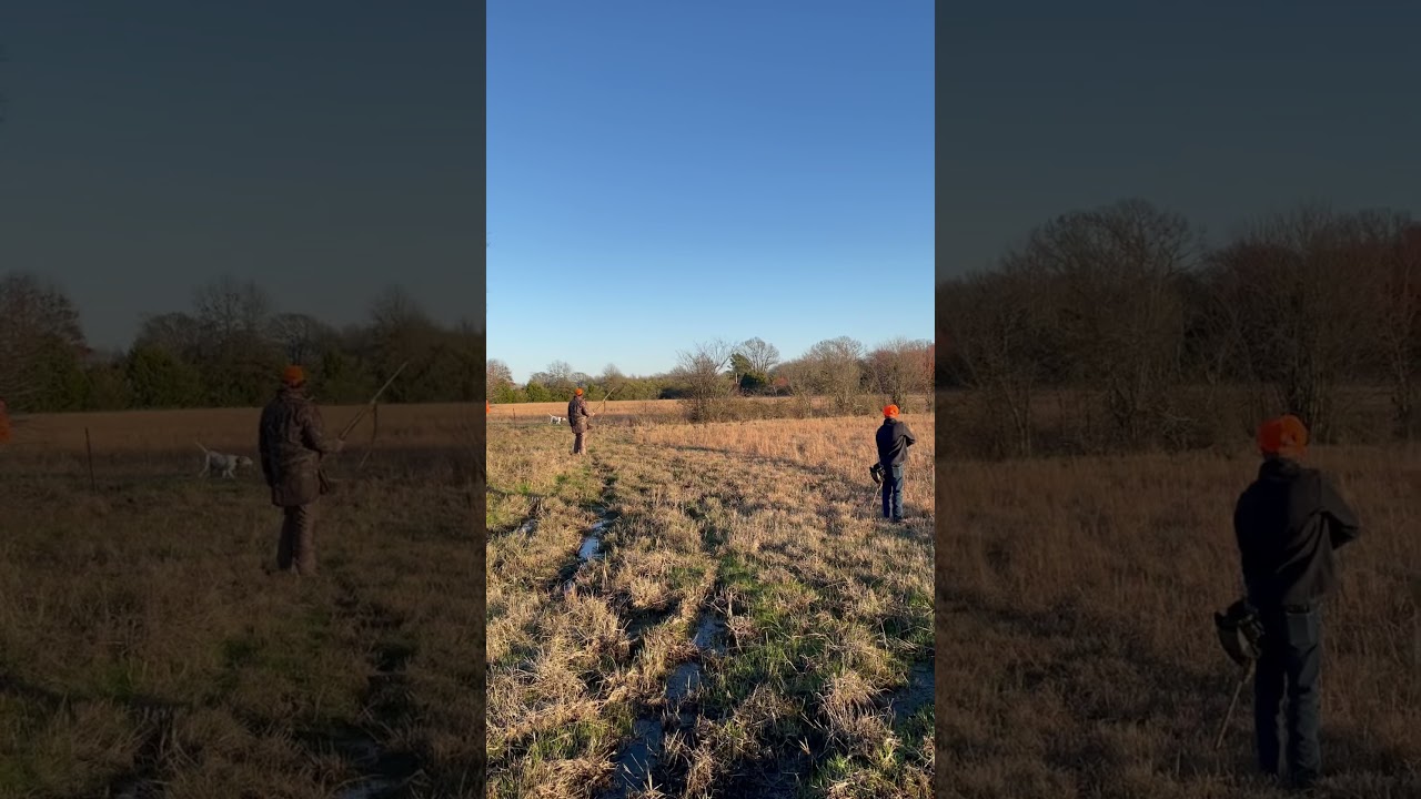 So fun to watch a good bird dog work! 