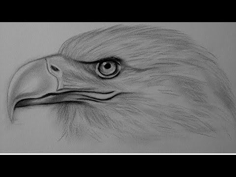 Kartal Nasıl Çizilir Kuş Resmi Çizimi - How To Draw An Eagle Drawing A Bird Picture