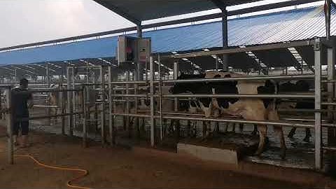 Cow sorting gate