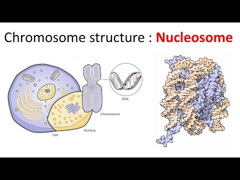 क्रोमैटिन संरचना: न्यूक्लियोसोम