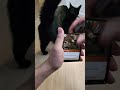 Riftbound - Day 125 - Ash #riftbound #leagueoflegends #packopening #cats #catsrippacks