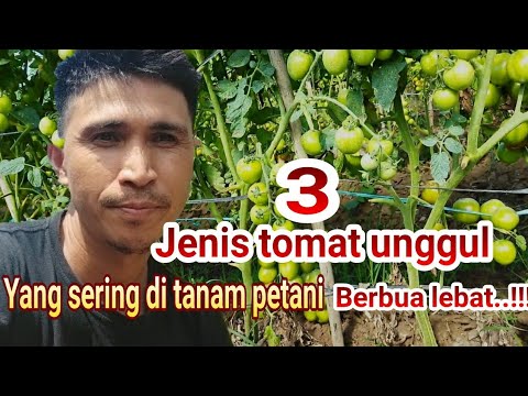 3 jenis tomat unggul ,berbuah lebat yg sering di tanam petani.