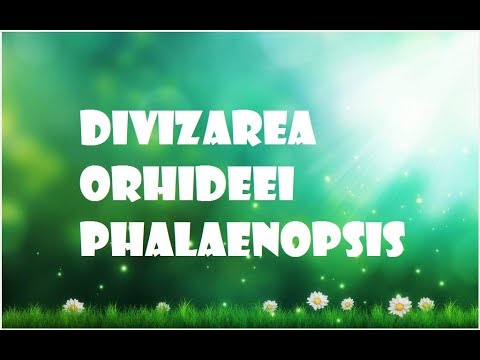 Video: Cum Se Salvează Phalaenopsis
