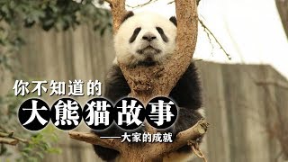 《你不知道的大熊猫故事》大家的成就 | CCTV纪录