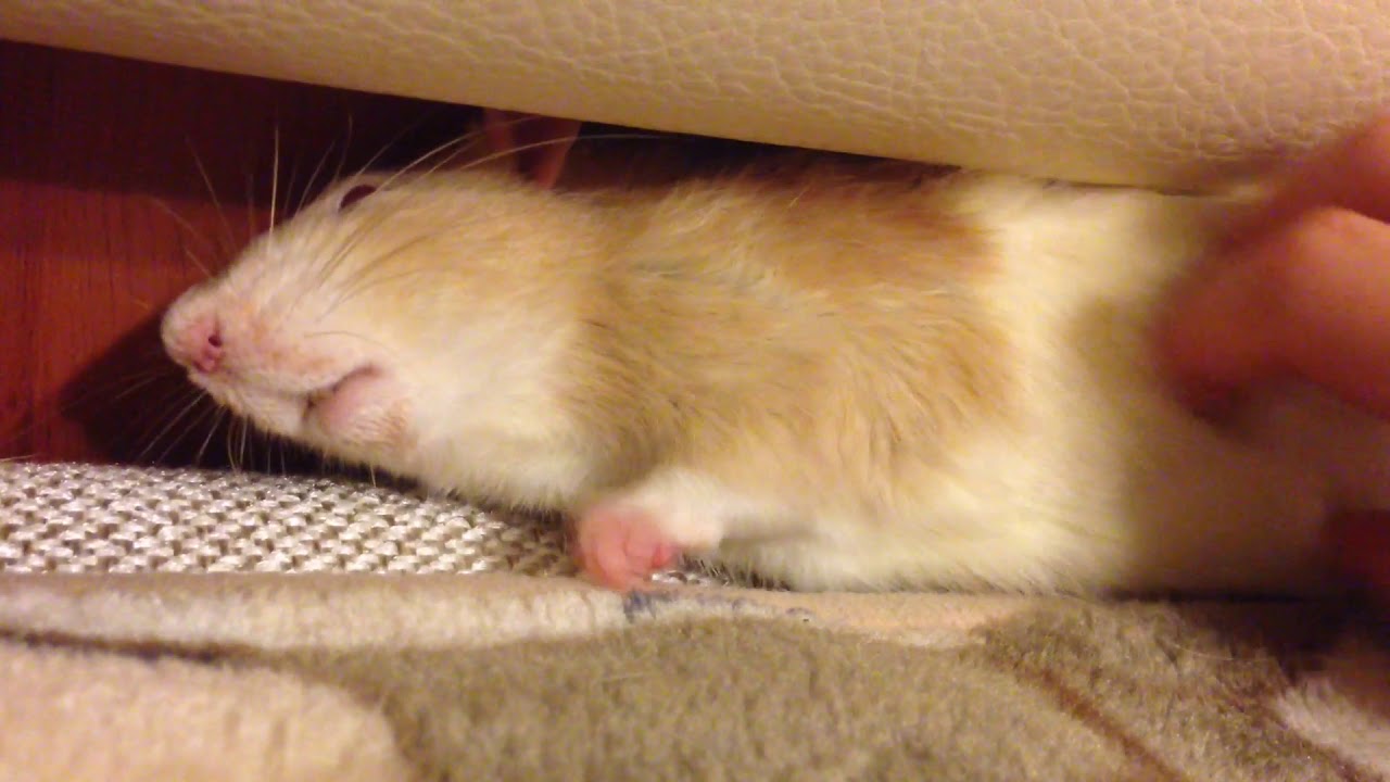 прикол крыса видео. прикол крыса видео. прикол крыса видео. три крысы. крыса прикол.