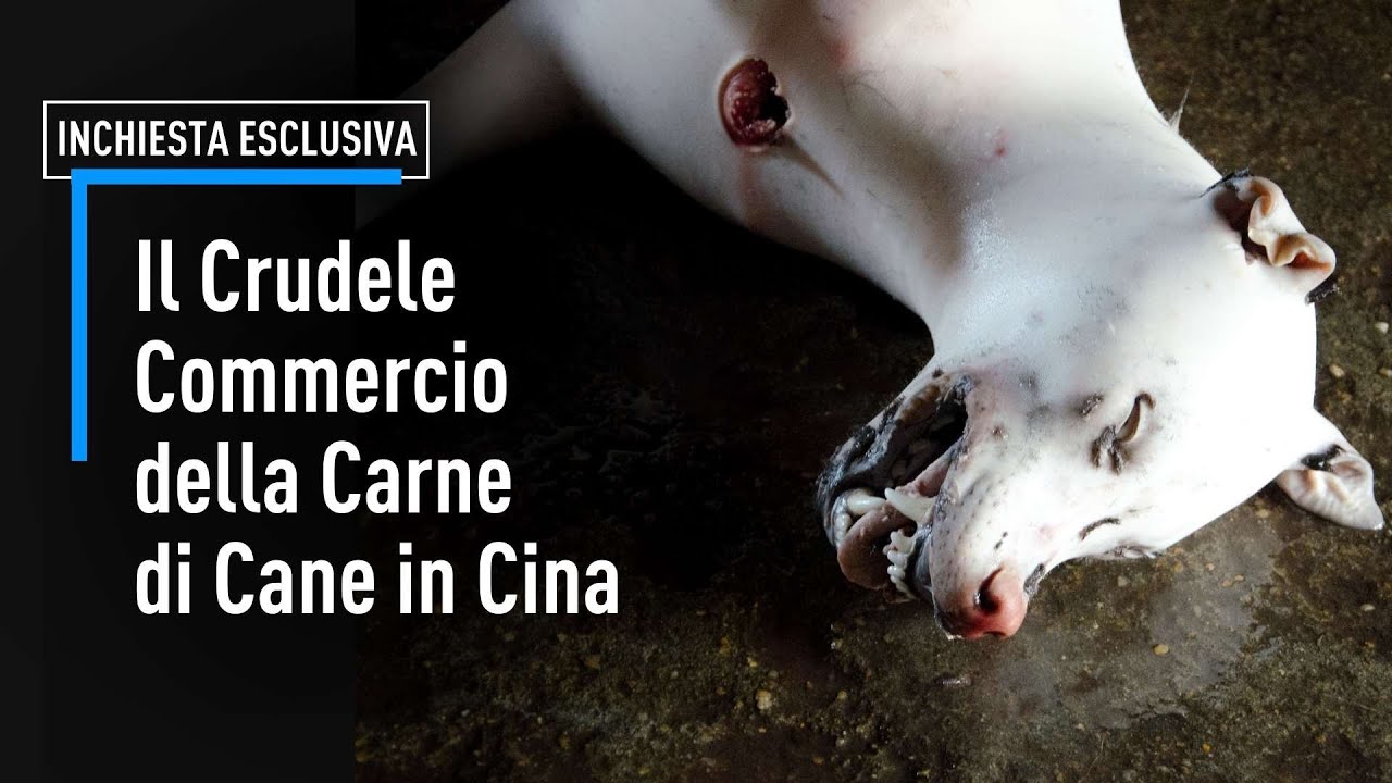 Di Cosa Sa La Carne Di Cane