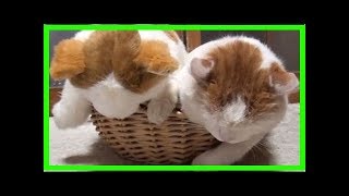 Katze Und Stofftier Zuckersüße Doppelgänger