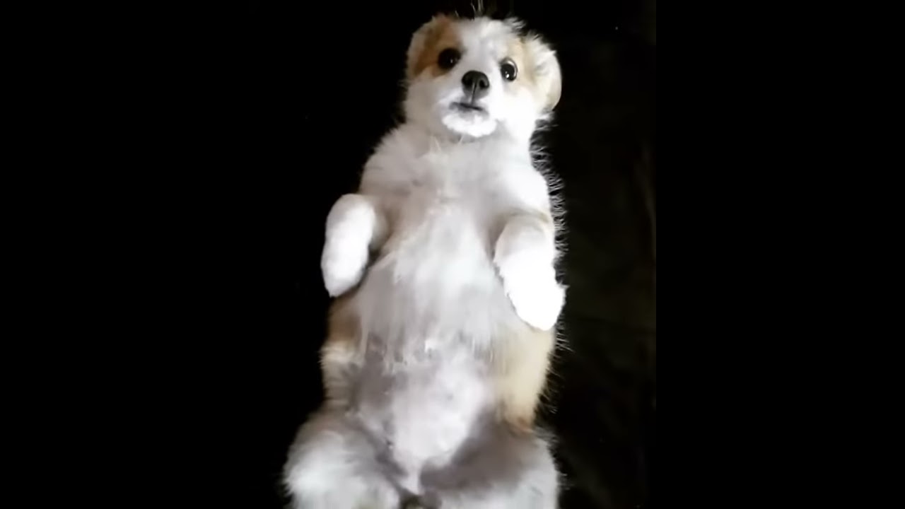Катя вест