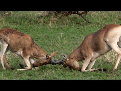 Vidéo: Les bubales ont-ils des prédateurs ?