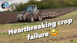 Why arable fields had to be ripped up & resown