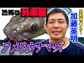 11.印旛沼で超危険【アメリカナマズ】外来種ハンター加藤が大捕獲作戦!