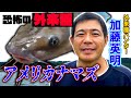 11.印旛沼で超危険【アメリカナマズ】外来種ハンター加藤が大捕獲作戦！