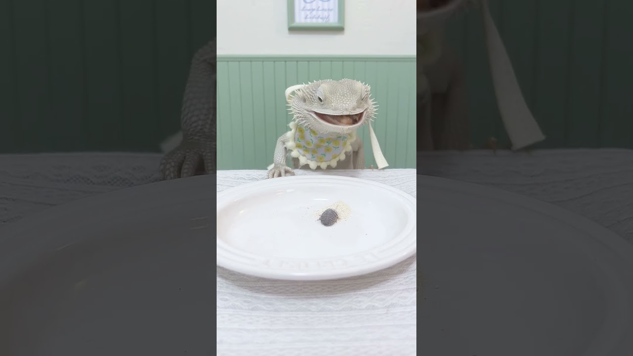 Fantastic Beasts onCute Pets Debut Plan Content Inspiration Search Bearded Dragon Reptile Bearded