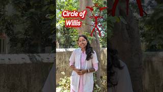 Circle of Willis in 60 secs⌛🧠🤯 | #shorts
