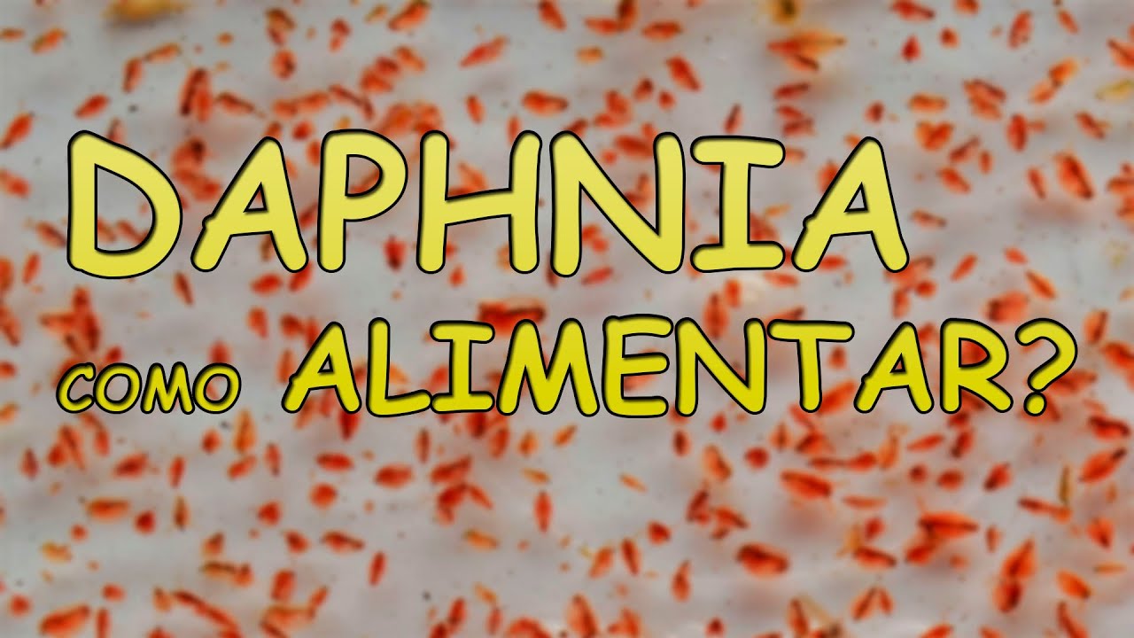 Alimento as Daphnia Com o que ?