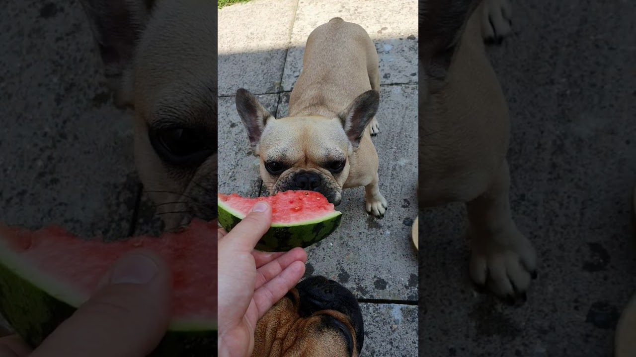 French Bulldogs love eating Watermelon 🍉 YouTube