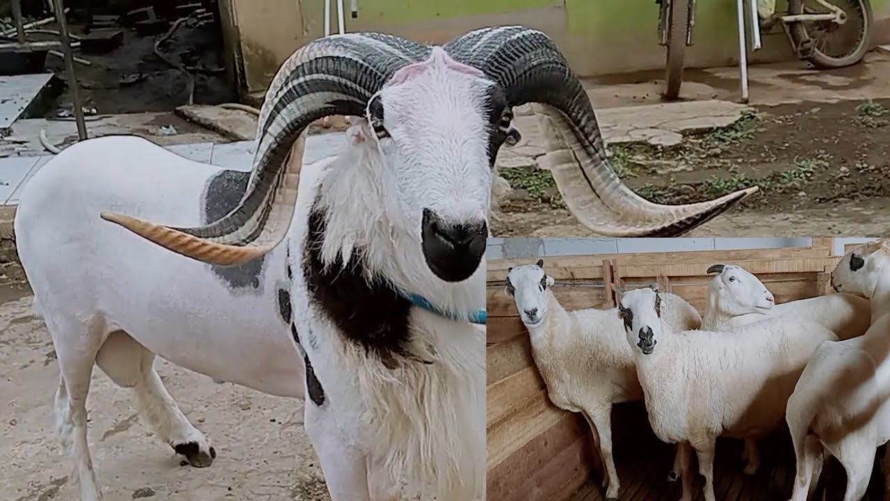 HARGA DOMBA GARUT BIBIT