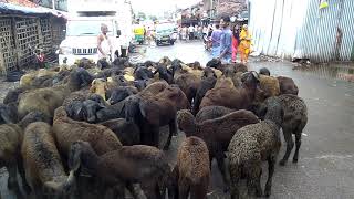 Black Sheep Bhera Menda Rajabazar Narkeldanga Bakra Mandi Kolkata West Bengal 9883311042/Black Bhera