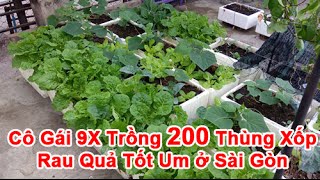 Cô Gái 9X Trồng 200 Thùng Xốp Rau Quả tốt um ở Sài Gòn