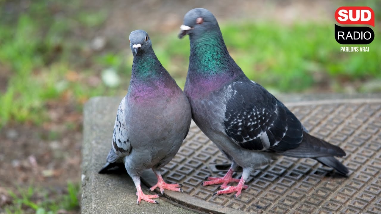 Une proposition de loi vise à mieux encadrer la stérilisation des pigeons