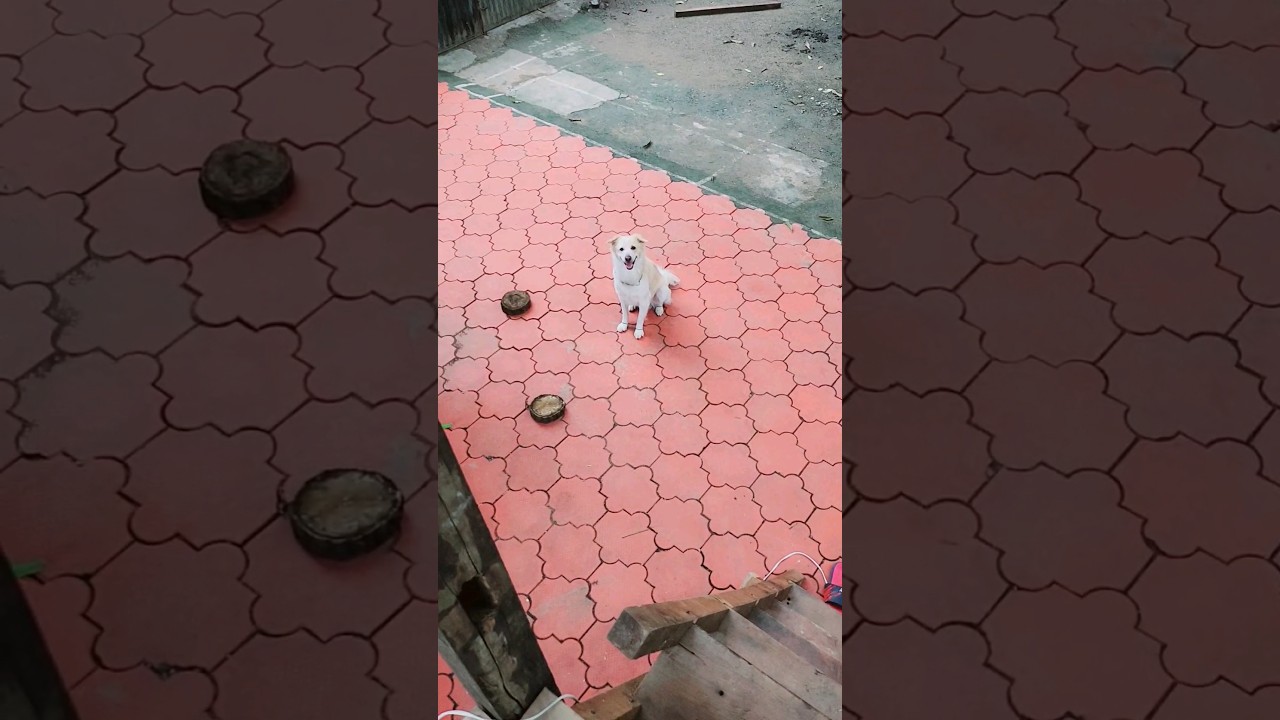 Dodo longing to come up but is scared of the stairs 