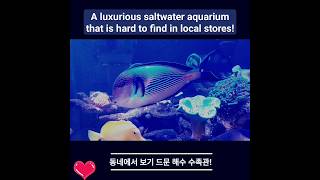 동네 가게에서 보기 힘든 럭셔리한 해수 수족관! A luxurious saltwater aquarium that is hard to find in local stores! #서울