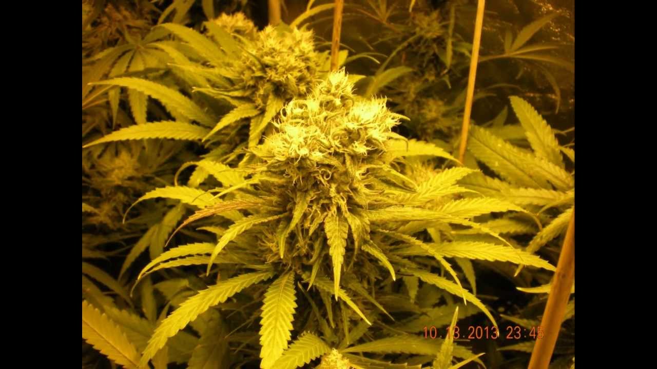 Bud pics. day 42