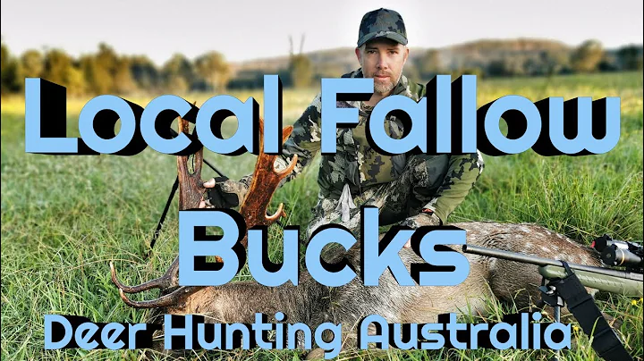 Fallow Deer Hunting -  Chasing Local Bucks in the 2020 Lock-down Rut