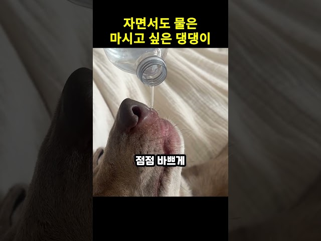 자면서도 물은 마시고 싶은 댕댕이