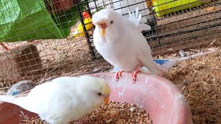 My beautiful albino hogromo budgies eating food birds chirping
