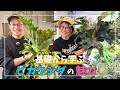 基礎から学ぶ ビカクシダ(コウモリラン)の魅力 Learn from the Basics Attraction of Platycerium
