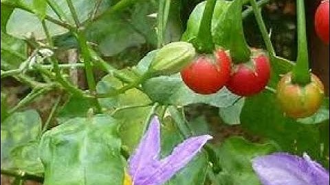 🎋 CÀ GAI LEO – “KHẮC TINH” CỦA BỆNH GAN TỪ DÂN GIAN ĐẾN KHOA HỌC HIỆN ĐẠI