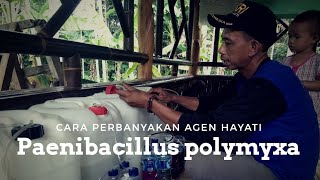 Cara Perbanyakan Agen Hayati Paenibacillus polymyxa Keltan Tunas Mandiri !!