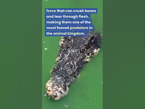 You won't believe how long crocodiles have been around - and their mom