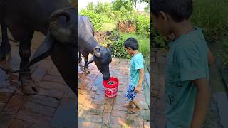 choti choti gaiya ttegf gg #love #song #funny