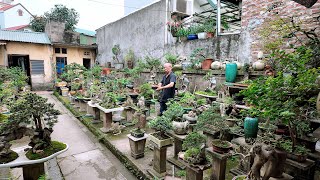 Mãn nhãn vườn Bonsai mini đẹp nhất khu vực của bác Huynh