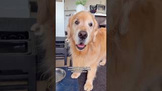 Goldens are pure joy ❤️ #goldenretriever