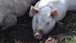 Muestra Agro Ganadera en Coronel Moldes - Salta