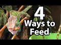 How to feed a chameleon | Cup feeding, free-ranging, tong feeding & hand feeding