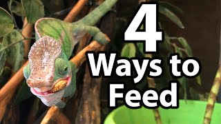 How to feed a chameleon | Cup feeding, freeranging, tong feeding & hand feeding