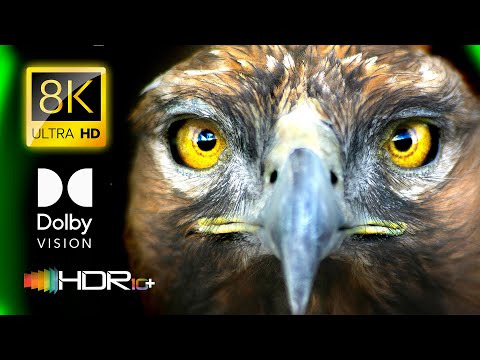 WILD ANIMAL CONSERVATION in 8K VIDEO ULTRA HD Dolby Vision 120FPS / #8K #ANIMAL