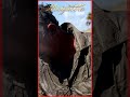 CAZA PELIGROSA EN ÁFRICA - BÚFALO DEL ZAMBEZE