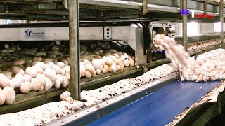 Modern Mushroom Harvesters Never Seen Before, Fastest Skillful Workers, Factory Production Process