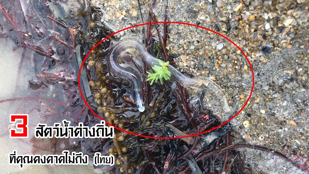 3 สัตว์น้ำต่างถิ่น ที่คุณคงคาดไม่ถึง (ประเทศไทย)