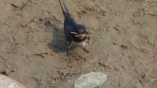 1050420成功橋家燕銜泥築巢1