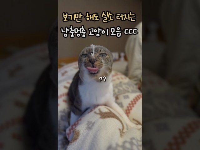 보기만해도 실소 터지는 냥충멍충 고양이 모음 ㄷㄷㄷ