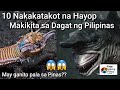 10 Nakakatakot na Hayop sa Dagat ng Pilipinas | 10 Scariest Sea Monster in Philippine Sea