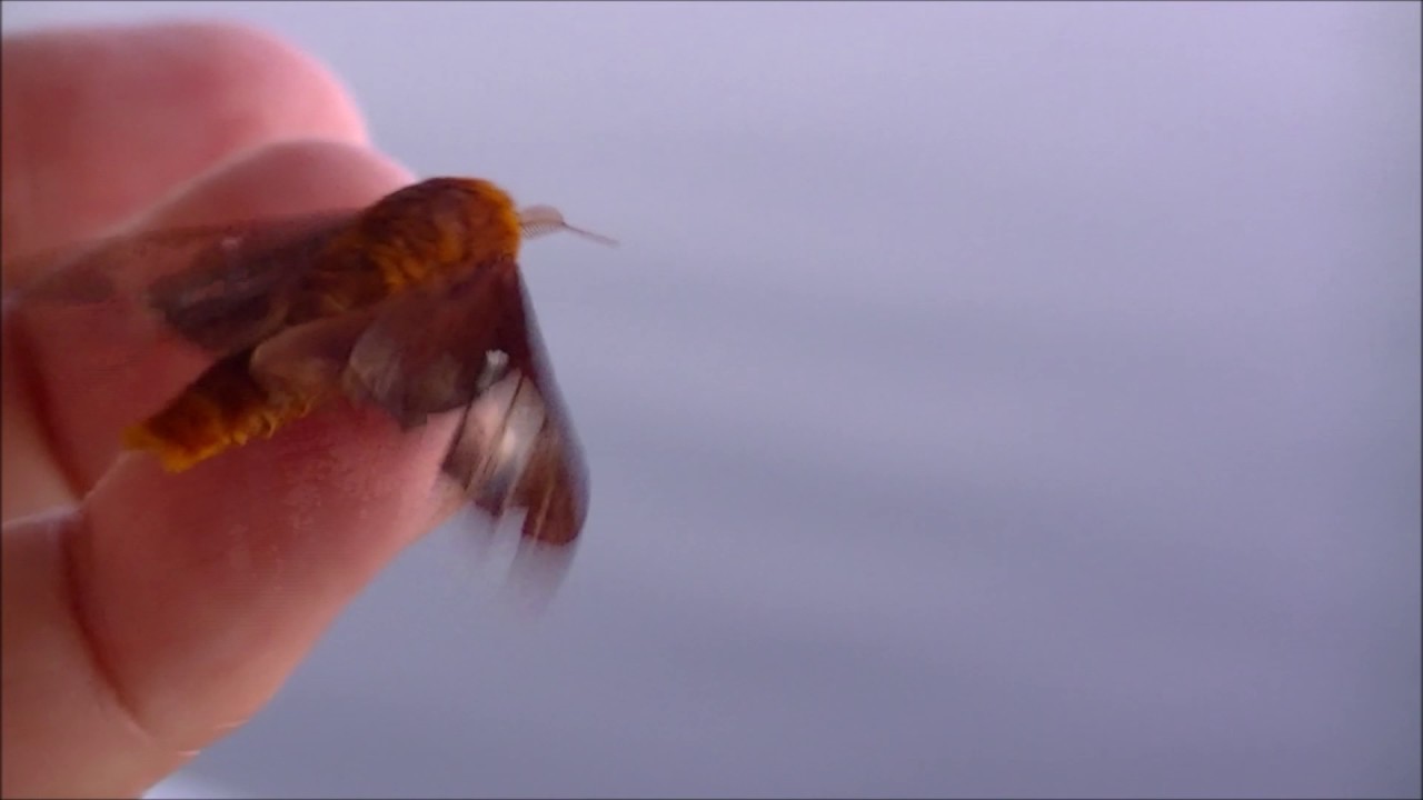 Moth Rescue Moth Rescue - YouTube