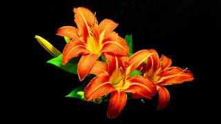 Orange Flower Time Lapse (Watch in full HD)